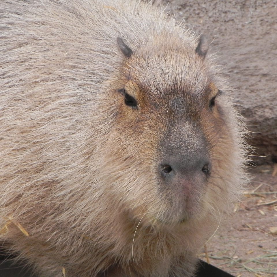 Capybaras are resourceful creatures native to New Mexico. Depend on the experience and resourcefulness of Partition Plus when purchasing toilet partitions in Albuquerque, New Mexico. Photograph of a capybara at zoo in Albuquerque, New Mexico.