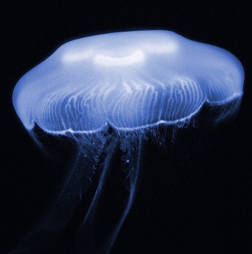 Photograph of a bluish jellyfish in Atlanta, Georgia aquarium.