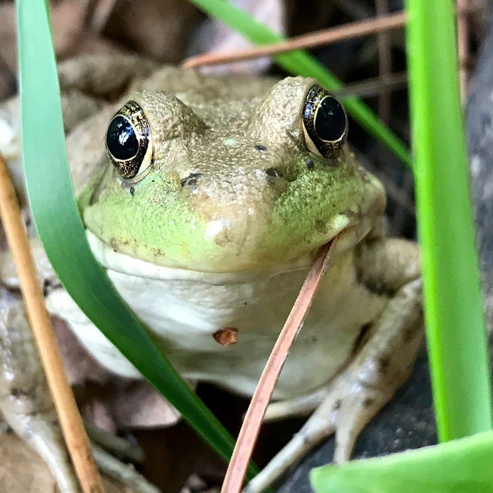 Native wildlife adds to Minnesota’s natural beauty. Enhance the beauty of your organization’s public restrooms with stalls from Partition Plus - we sell bathroom stalls in the Minneapolis, Minnesota area. Photograph of a large eyed green frog indiginous to Minnesota.