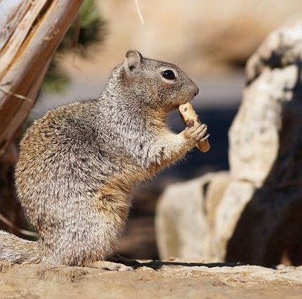 Are your toilet partitions looking a bit squirrely? Partition Plus offers many varieties of replacement bathroom stalls in Phoenix, Arizona. Photograph of Arizona squirrel, in profile, holding food and eating.
