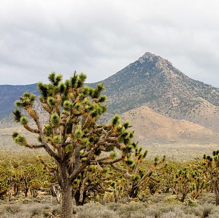 Look into the Arizona desert and you’ll often see mountains in the distance. Rusty bathroom partitions can become a distant memory. Buy bathroom stalls in Phoenix, Arizona from Partition Plus. Photograph of yucca with Arizona desert peak in the background.