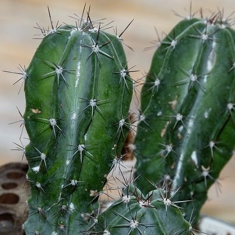 Buying toilet partitions in Phoenix, Arizona needn’t be a thorny process. Shop with Partition Plus. Photograph of a green cactus with thorns in Arizona desert.
