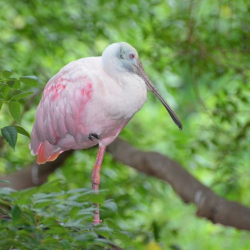 Wildlife in Tampa display bright colors. You can order bathroom stalls from Partition Plus in a range of materials, textures, finishes, and colors. Photograph of long billed, long legged, pink bird, Tampa, Florida.