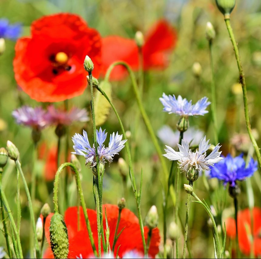 Beautiful flowers adorn the side of Montana mountains. Adorn your commercial restroom in Billings, Montana with bathroom stalls from Partition Plus. Photograph of a red cornflower on a Montana mountain.